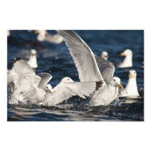 Impression Photo Mouettes émergentes
