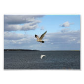 Impression Photo Mouettes en vol (Devant)