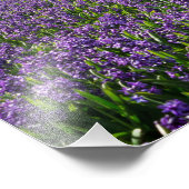 Impression Photo Moulin traditionnel et moderne en Hollande (Coin)