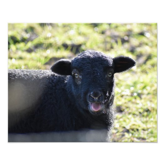 Impression Photo Mouton (Devant)