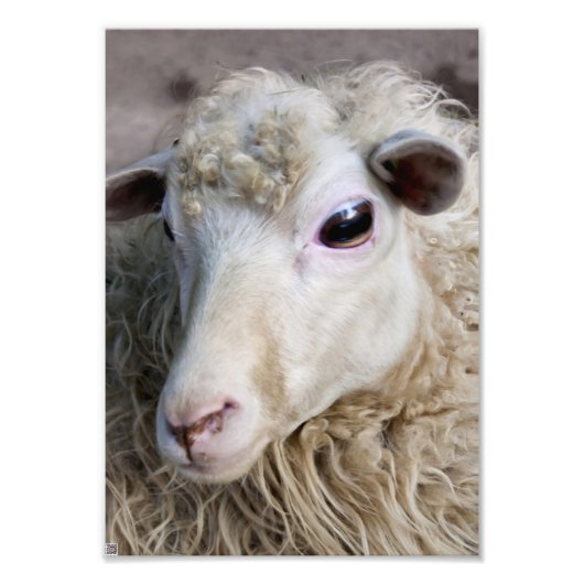 Impression Photo Mouton drôle (Devant)