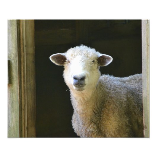 Impression Photo Mouton Gentil (Devant)