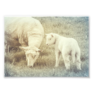 Impression Photo Mouton Lamb Bébé Animaux Nourriture Art