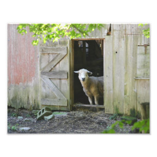 Impression Photo Moutons de pays