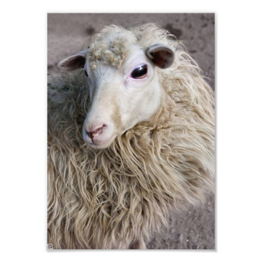 Impression Photo Moutons drôles (Devant)
