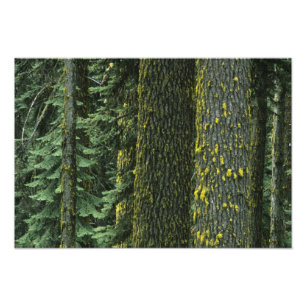 Impression Photo Mt. Ashland, Forêt nationale Rogue,