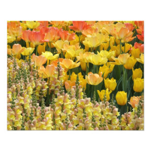 Impression Photo Mufliers et tulipes jaunes 20" x 16" copie