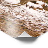 Impression Photo Mule Deer (Coin)