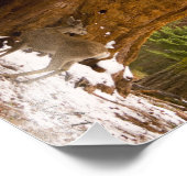 Impression Photo Mule Deer (Coin)