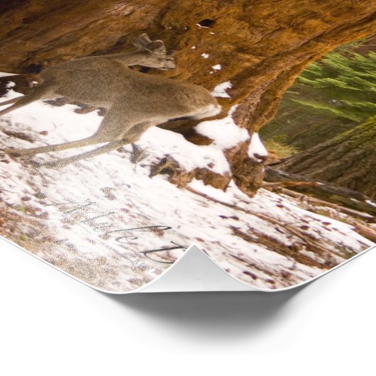 Impression Photo Mule Deer (Coin)