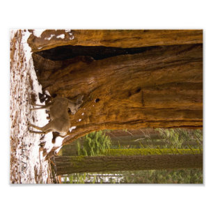 Impression Photo Mule Deer