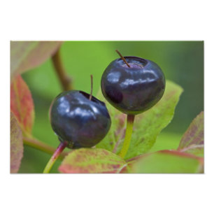Impression Photo Mûres huckleberries dans le Flathead National 2