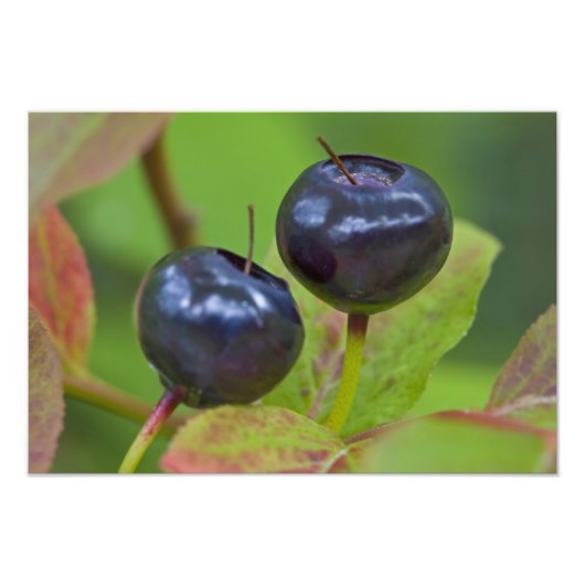 Impression Photo Mûres huckleberries dans le Flathead National 2 (Devant)