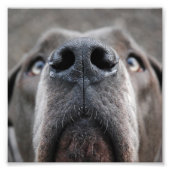 Impression Photo Museau de Dogue (Devant)