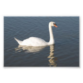 Impression Photo Mute Swan (Devant)