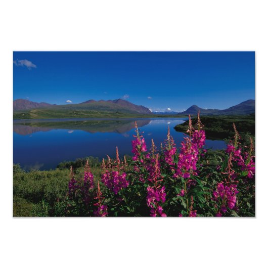 Impression Photo N.A., États-Unis, Alaska, Alaska Range Common (Devant)