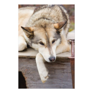 Impression Photo N.A., États-Unis, Alaska. Chiens de traîneau Husky