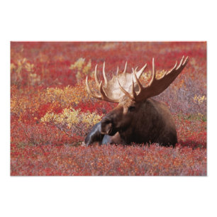 Impression Photo N.A., États-Unis, Alaska, Parc national de Denali,