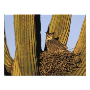 Impression Photo NA, États-Unis, Arizona, Tucson. Grand-duc d'Améri