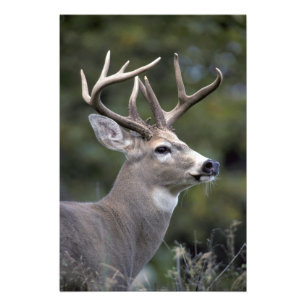 Impression Photo NA, États-Unis, État de Washington, Cerf à queue b