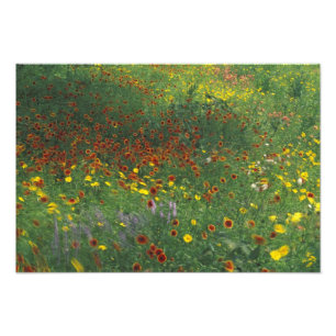 Impression Photo NA, États-Unis, Texas, à l'est de Devine, Coreop