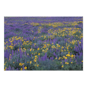 Impression Photo NA, États-Unis, Washington Dalles, Lupin et