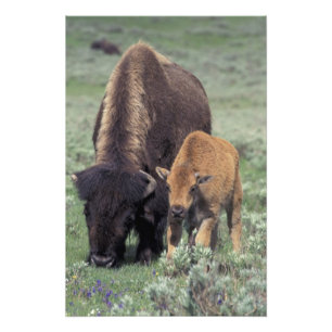 Impression Photo NA, États-Unis, Wyoming, Parc national de Yellowst