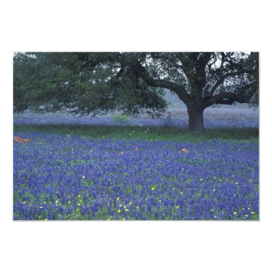 Impression Photo NA, Texas, Devine, Chêne et bleuets (Devant)