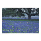 Impression Photo NA, Texas, Devine, Chêne et bonnets bleus (Devant)