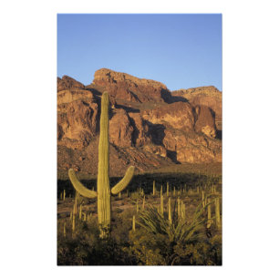 Impression Photo NA, USA, Arizona. Organ Pipe Cactus National