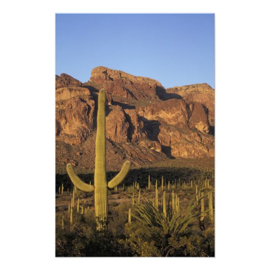 Impression Photo NA, USA, Arizona. Organ Pipe Cactus National (Devant)