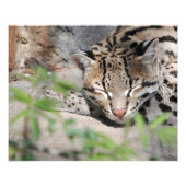 Impression Photo Napping Ocelot (Devant)
