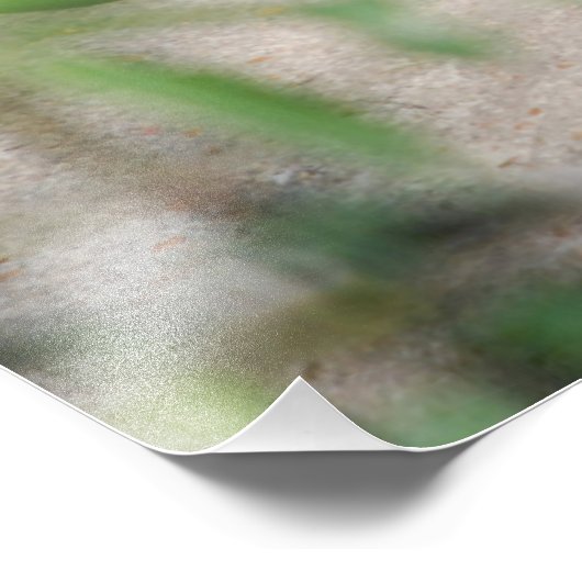 Impression Photo Napping Ocelot (Coin)