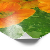 Impression photo Nasturtium (Coin)