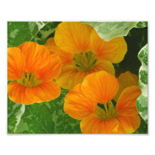 Impression photo Nasturtium