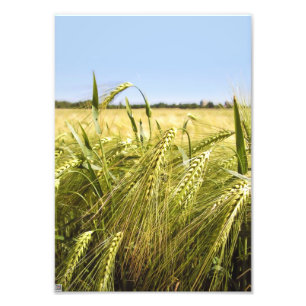 Impression Photo Nature botanique du grain de seigle