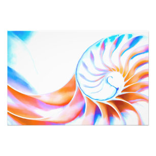 Impression Photo Nautilus coloré