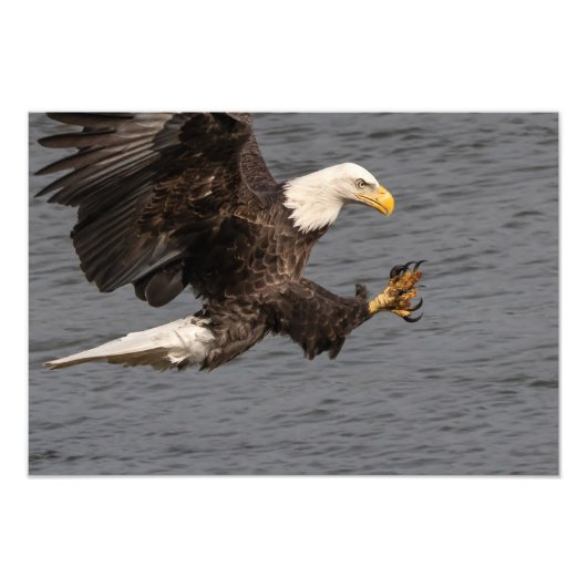 Impression Photo Ne manquez pas avec un aigle à tête blanche (Devant)