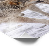 Impression Photo Ne pas craindre - Loup montrant sa Domination (Coin)