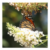 Impression Photo nectar de sipping de papillon monarque (Devant)