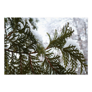 Impression Photo Neige sur les branches À feuillage persistant
