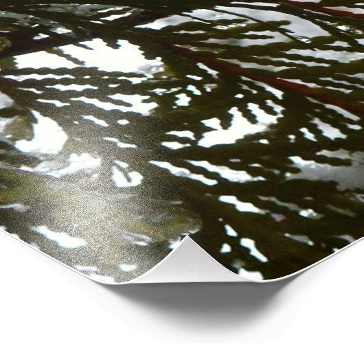 Impression Photo Neige sur les branches À feuillage persistant (Coin)