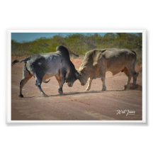 Neil Jones Photography - Roi de la Route.