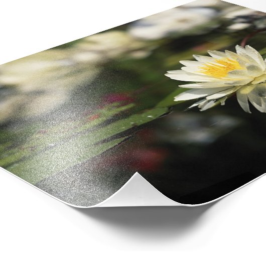 Impression Photo Nénuphar blanc (Coin)