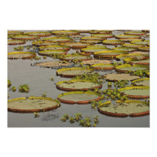 Impression Photo Nénuphars géants ou de Victoria Victoria amazonica