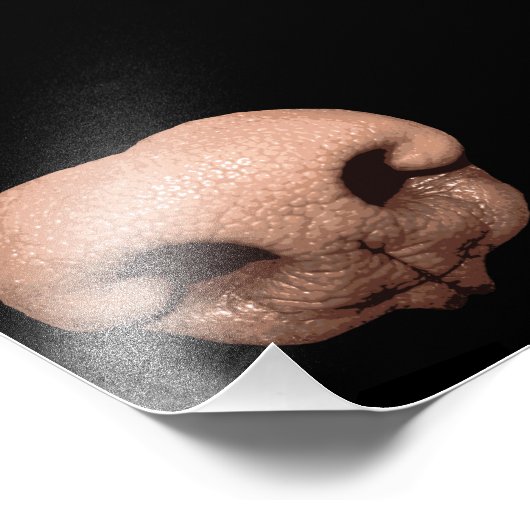 Impression Photo Nez de chien géant (Coin)