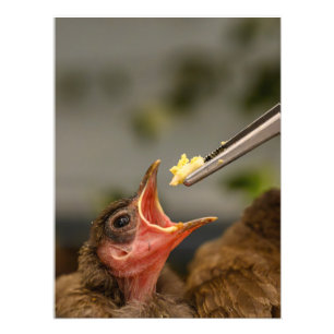 Impression Photo niche de moineau de maison Élargissement de la pho