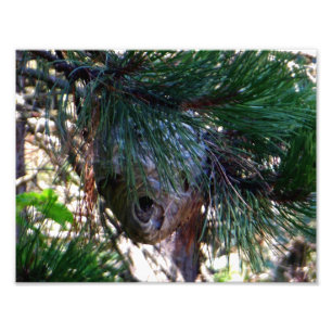 Impression Photo Nid Hornets Face Balle