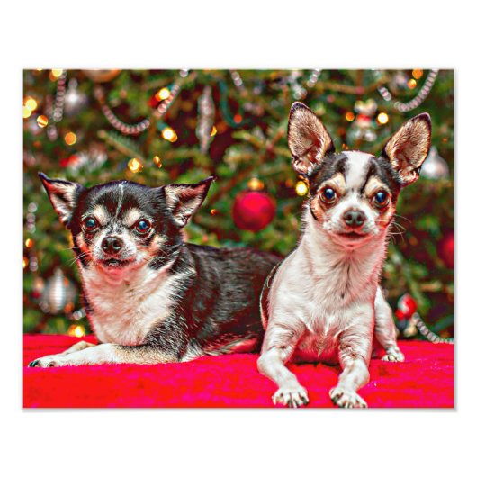 Impression Photo Noël au Chihuahua (Devant)