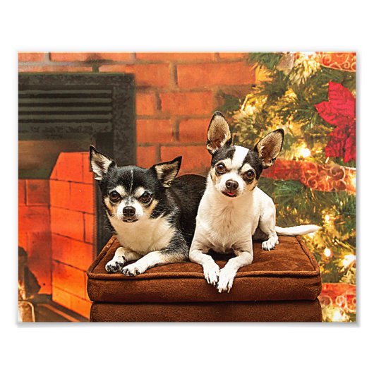 Impression Photo Noël Chihuahua (Devant)